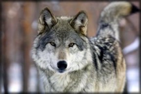 xGrayWolf